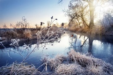 Glasbilder Tieren Winterfluss mit weißem Schwan  © alexlukin