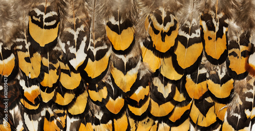 Backgrounds of birds feathers. Pheasant feathers