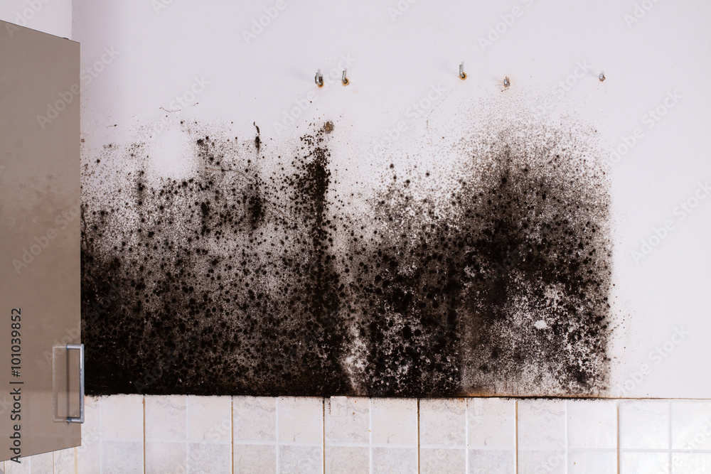 Mold behind kitchen cabinets.