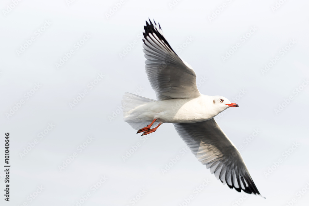 Seagull flying in the sky on white background Seagull flying in the sky on white background