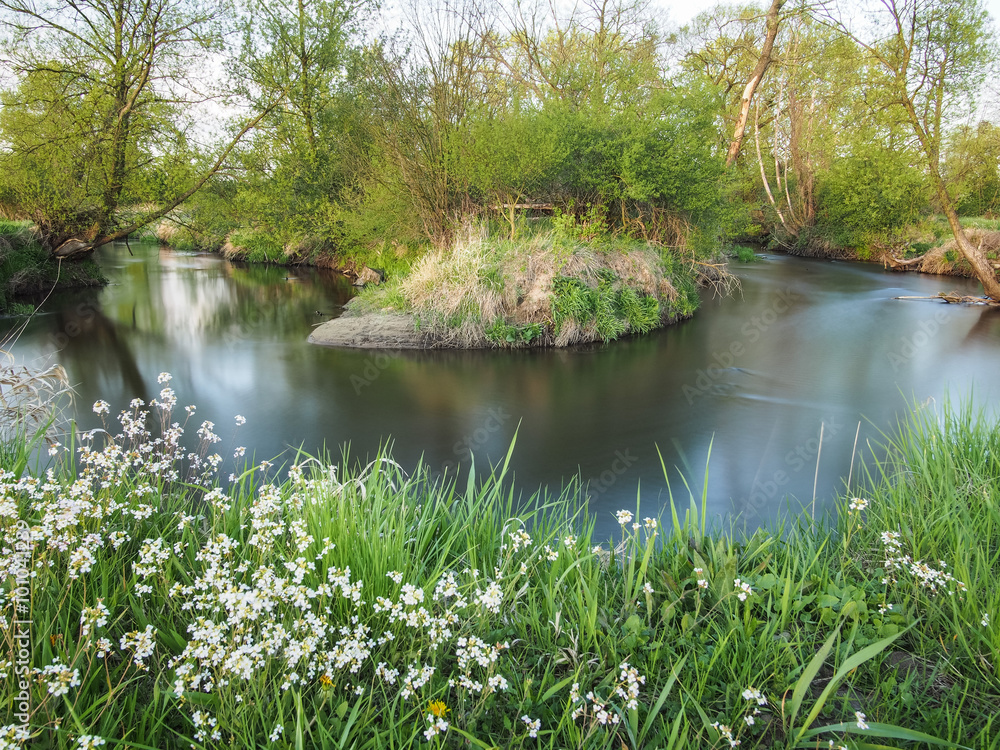Zakole nizinnej rzeki, zielone drzewa i białe kwiaty wiosną - obrazy, fototapety, plakaty 