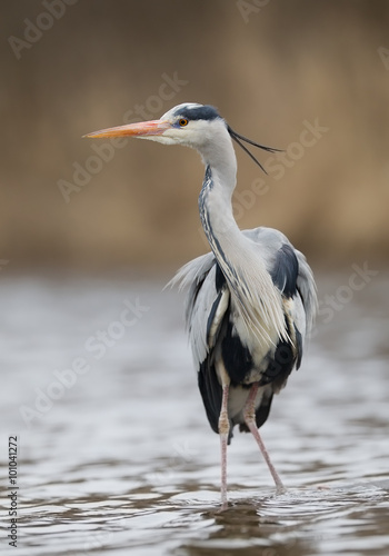 Grey heron standing in the water, looking left, with clean brown background © mzphoto11