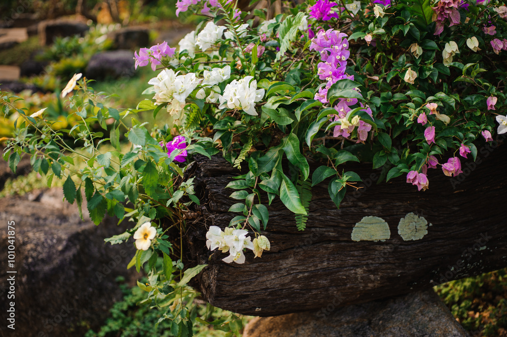 Bougainvillea flowers in white and pink Bougainvillea flowers in white and pink