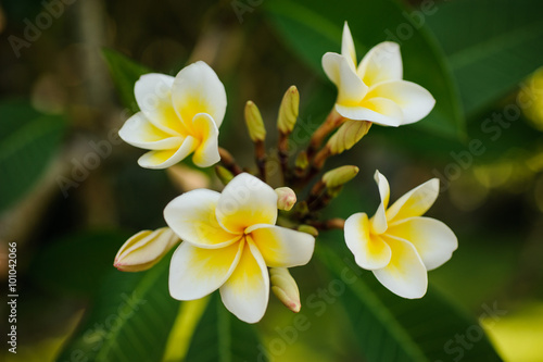 White and yellow Plumeria frangipani flowers  on bright sunlight. © fesenko