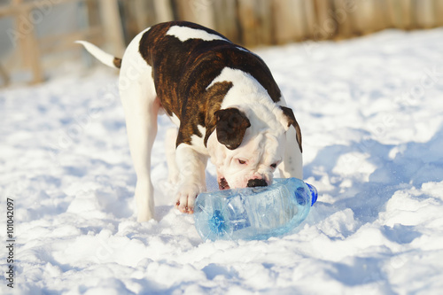 Fototapeta Naklejka Na Ścianę i Meble -  American Bulldog puppy playing with a smashed plastic bottle on the snow