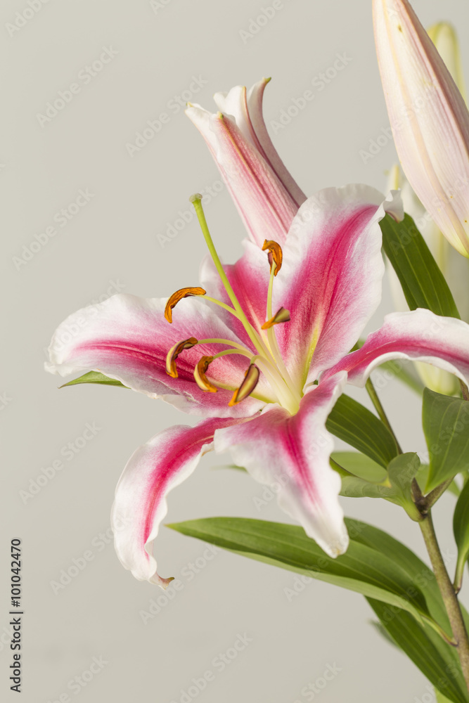 Pink lily flower in bloom on a grey background