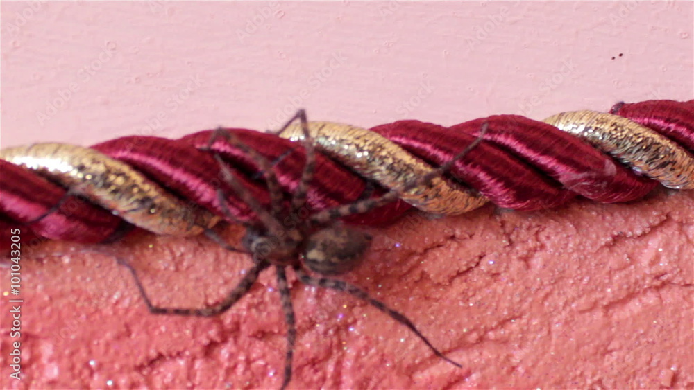 spider climbs/spider crawling on the wall in the room spider climbs/spider crawling on the wall in the room