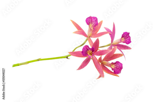 Fototapeta Naklejka Na Ścianę i Meble -  Close-up of beautiful Purple Orchid flower isolated on white bac