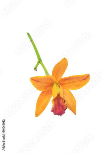 Fototapeta Naklejka Na Ścianę i Meble -  Close-up of beautiful Orange or Yellow Orchid flower isolated on