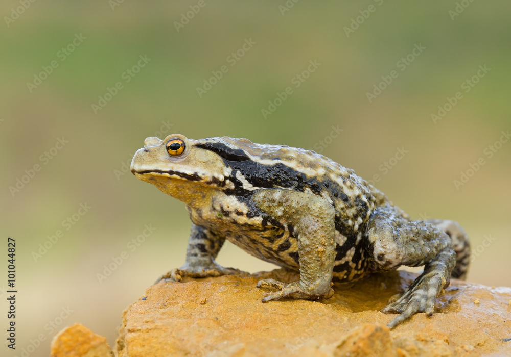 Obraz premium Asiatic toad sitting on the yellow rock in front of green grass, with green.yellow background