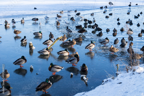 viele Enten auf dem Eis