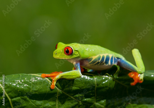 Red eye tree frog sitting on the banana leaf with clean green background