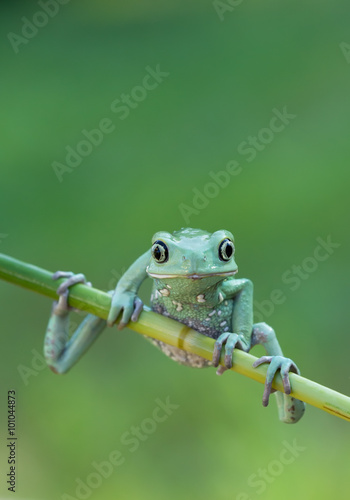 Waxy monkey frog sitting on the branch with clean green background
