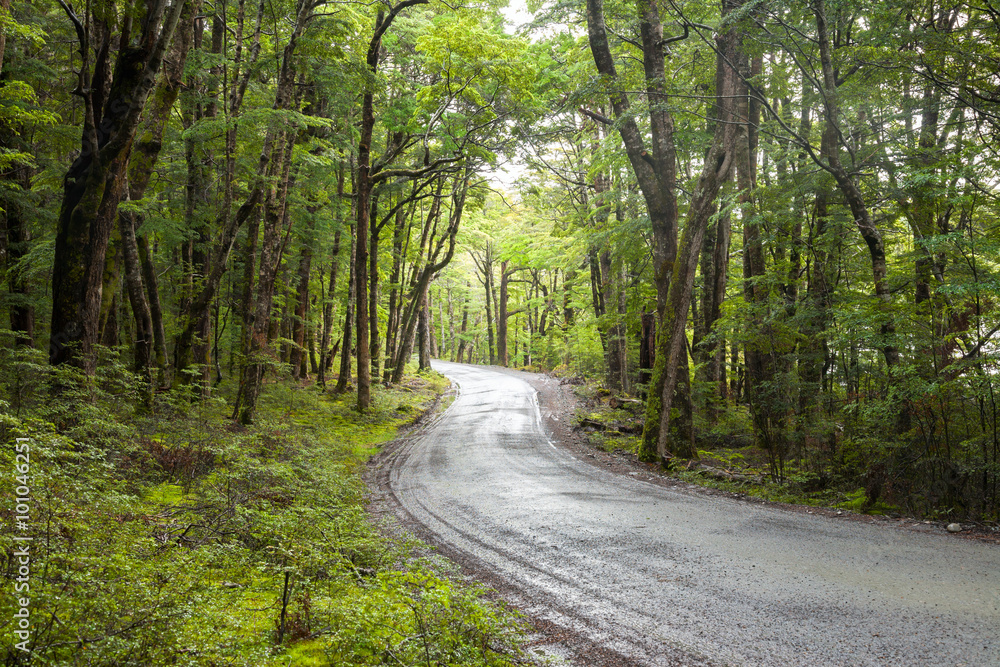 Obraz premium Winding gravel road through temperate rainforest at the South Island of New Zealand