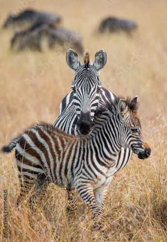 Zebra with a baby. Kenya. Tanzania. National Park. Serengeti. Maasai Mara. An excellent illustration. © gudkovandrey