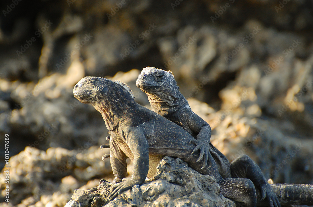 Marine Iguanas - Galapagos - Ecuador Marine Iguanas - Galapagos - Ecuador