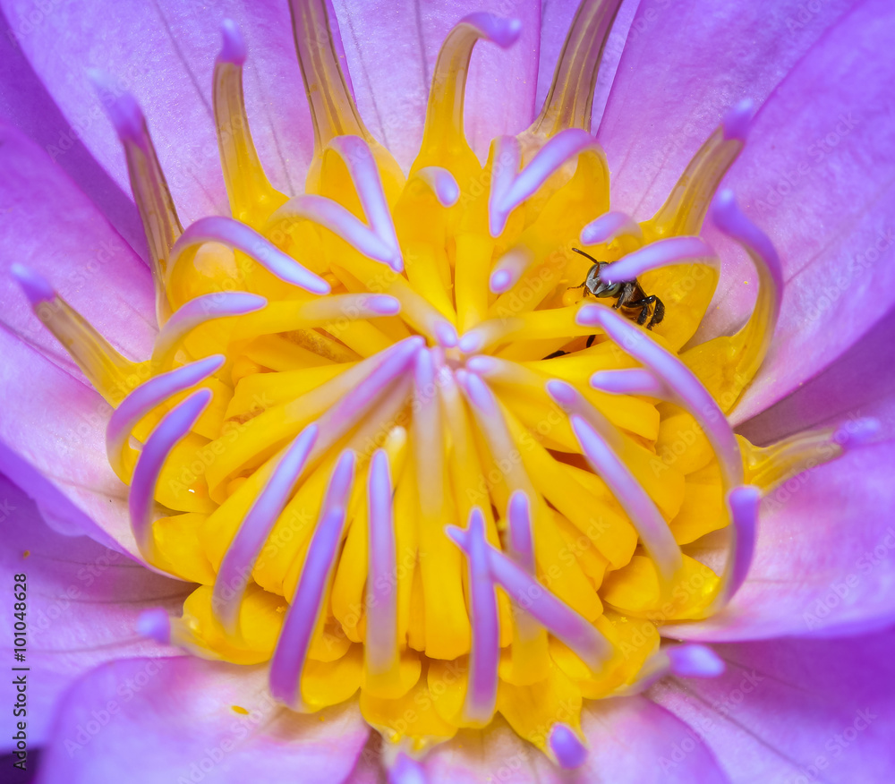 Obraz premium lotus pollen in the garden.