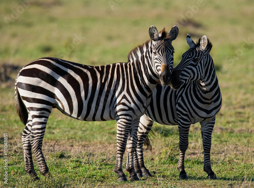 Two zebras in the savanna. Kenya. Tanzania. National Park. Serengeti. Maasai Mara. An excellent illustration.