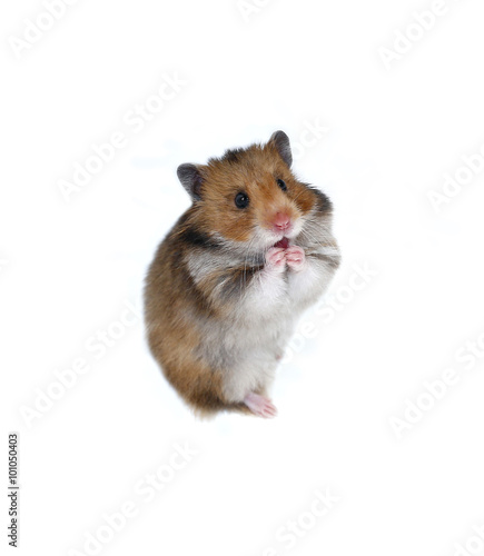 Brown Syrian hamster stands on his hind legs isolated on a white