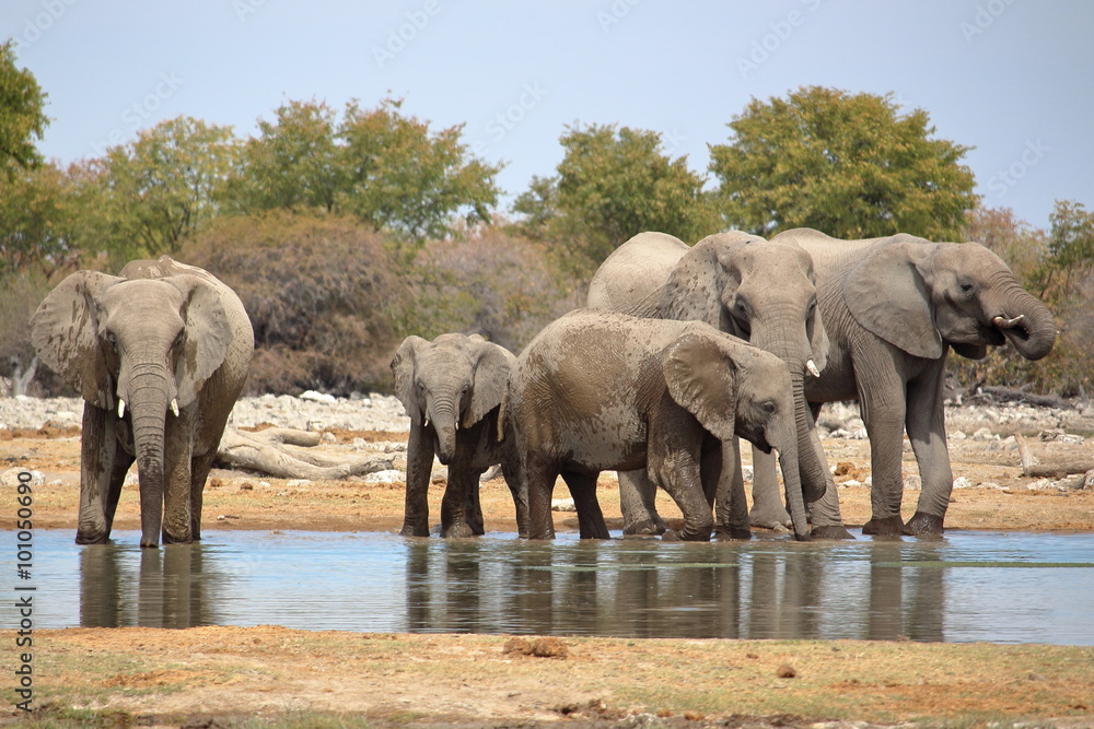 Fototapeta premium Elephants watering in Etosha, Namibia.