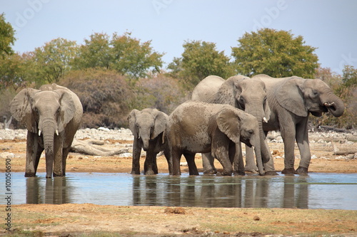 Elephants watering in Etosha  Namibia.