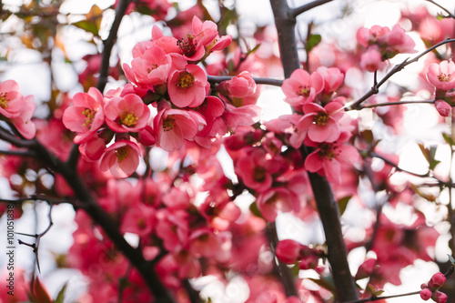 Spring Blossoms