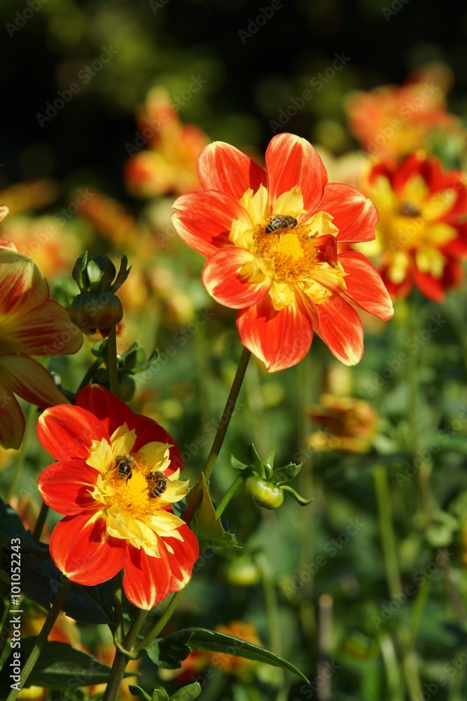 Honeybee in a dahlia blossom Honeybee in a dahlia blossom