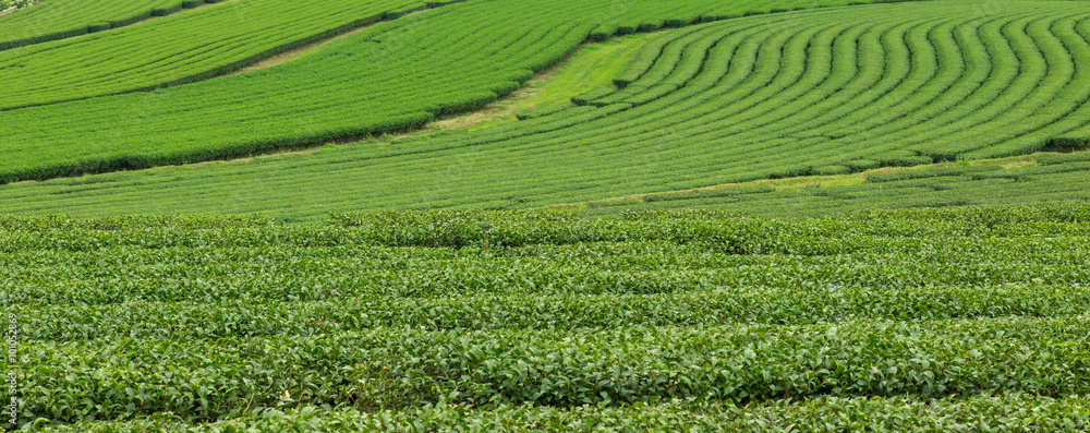 image of Tea field at Boon Rawd Farm is one of the largest tea p