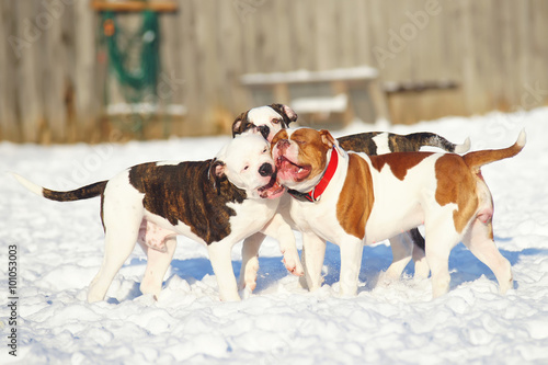 Adult American Bulldog playing with two puppies on the snow at sunny weather