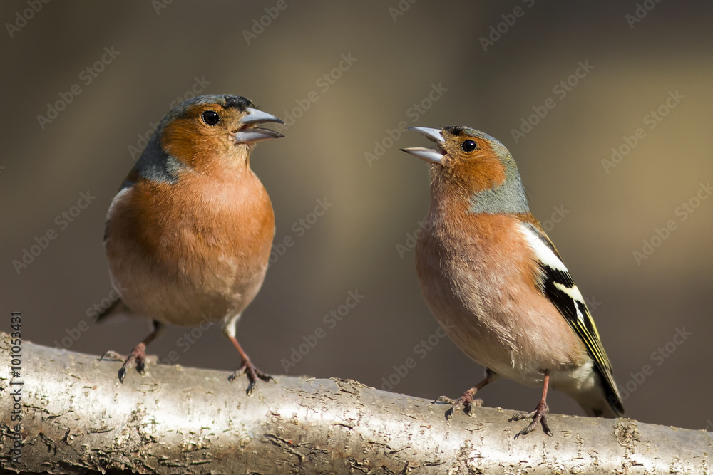 two Chaffinch sing a duet on a branch two Chaffinch sing a duet on a branch
