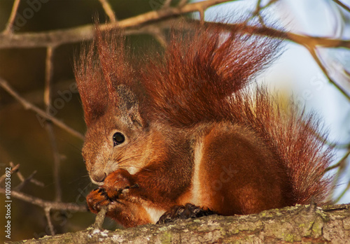 Red squirrel on the breanch.