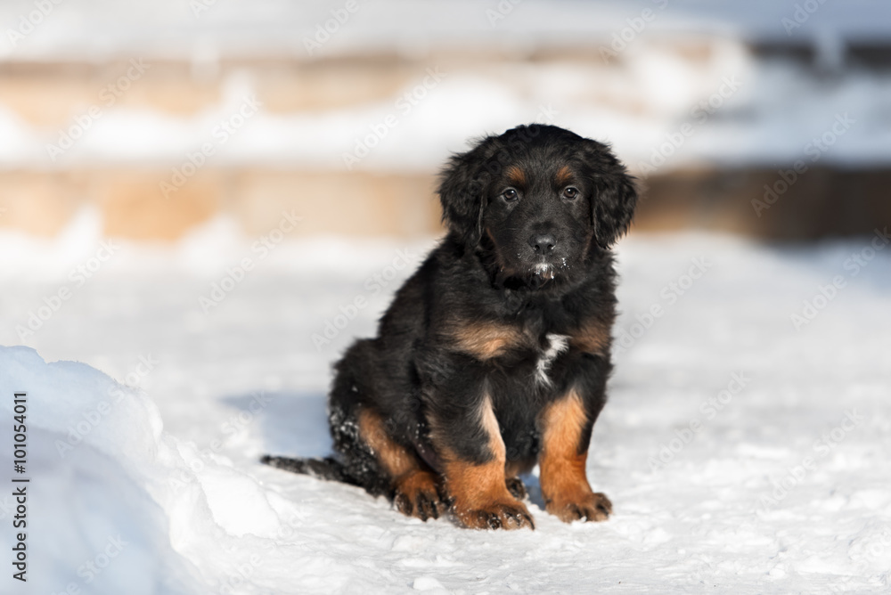 Black hovawart puppy on the snow