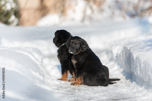 Fototapeta Naklejka Na Ścianę i Meble -  Black hovawart puppy on the snow