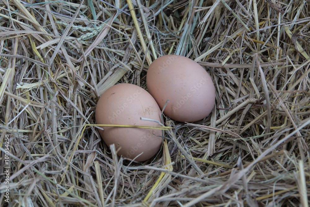 Egg Egg