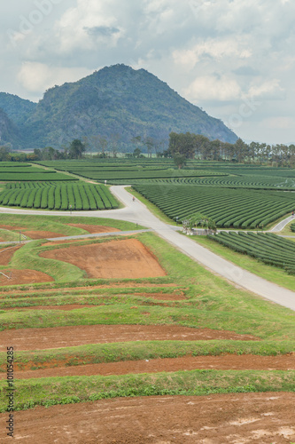 image of Tea field at Boon Rawd Farm is one of the largest tea p photo