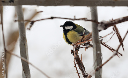 Titmouse in snowy weather