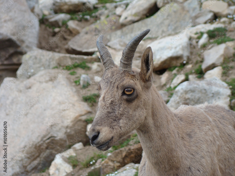Mountain goat Mountain goat