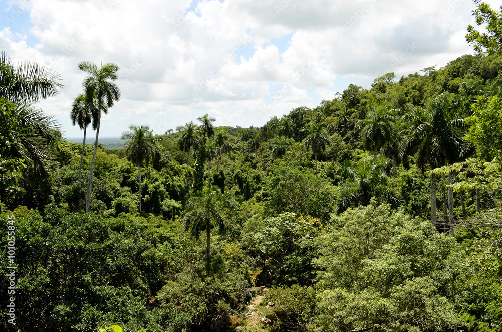 View of the tropical rainforest in the Biosphere Reserve of Sierra del Rosario (Soroa, Pinar del Rio, Cuba)
