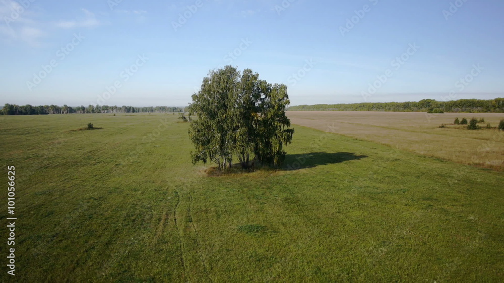 Aerial: flight over beautiful green tree at golden summer field Aerial: flight over beautiful green tree at golden summer field