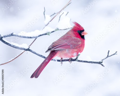 Male Cardinal perched on branch in the Snow
