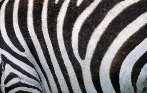 Fragment of zebra skin. Kenya. Tanzania. National Park. Serengeti. Maasai Mara. An excellent illustration.