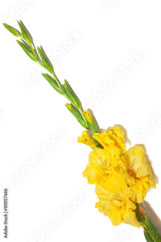Yellow gladiolus flower