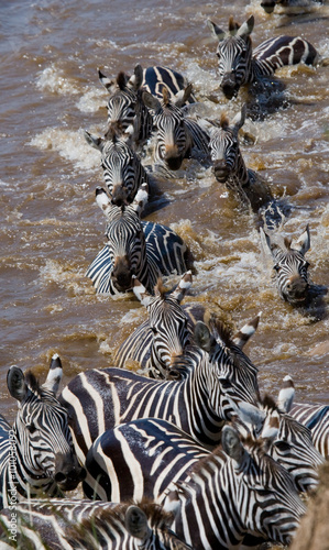 Tableau sur toile Group zebra crossing the river Mara