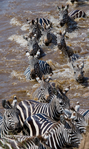 Group zebra crossing the river Mara. Kenya. Tanzania. National Park. Serengeti. Maasai Mara. An excellent illustration.