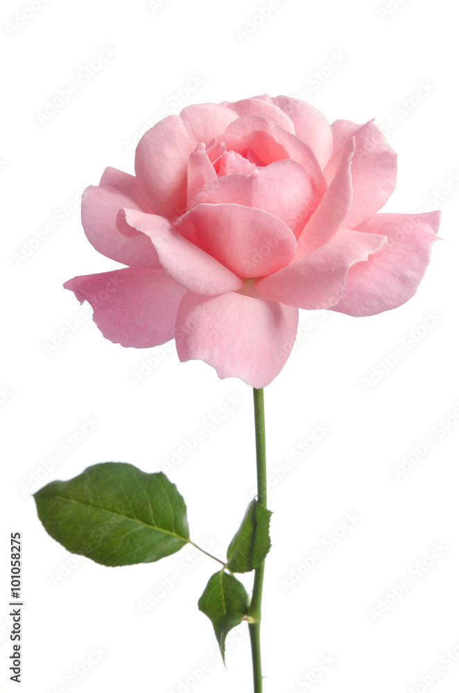 Fototapeta premium Beautiful fresh pink rose isolated on white background