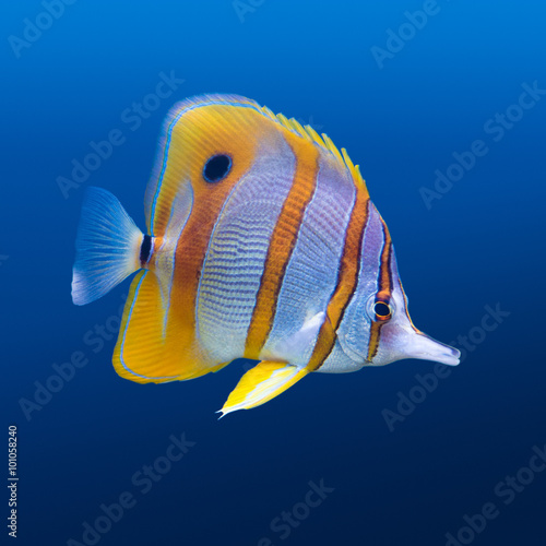 Photography Copperband butterfly fish