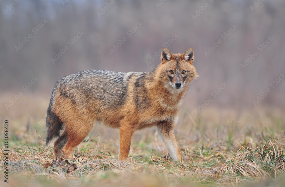 Fototapeta premium Golden jackal