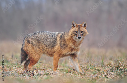 Canvastavla Golden jackal