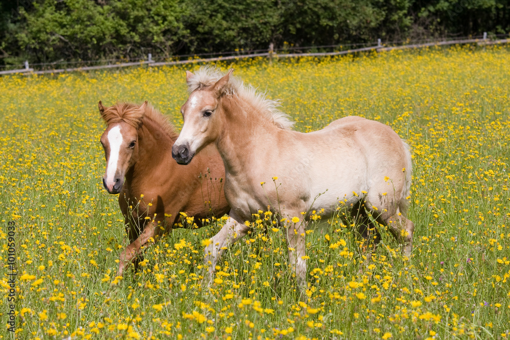 Two foals on meadow with yellow flowers Two foals on meadow with yellow flowers