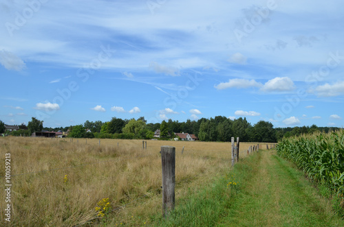 Grassy walking trail through rural area with grassland and corn field
